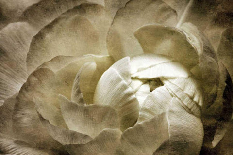 Elegant Peony II Black Ornate Wood Framed Art Print with Double Matting by Zalewski, Christine