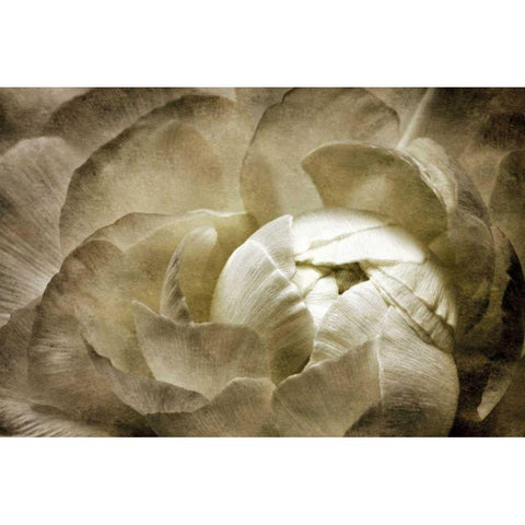 Elegant Peony II Black Modern Wood Framed Art Print by Zalewski, Christine