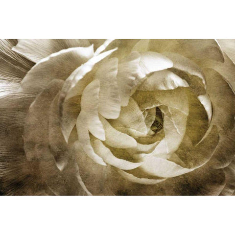 Elegant Peony III Black Modern Wood Framed Art Print by Zalewski, Christine