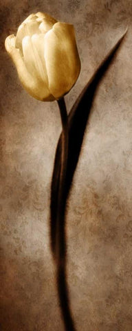 Damask Tulip II White Modern Wood Framed Art Print with Double Matting by Zalewski, Christine