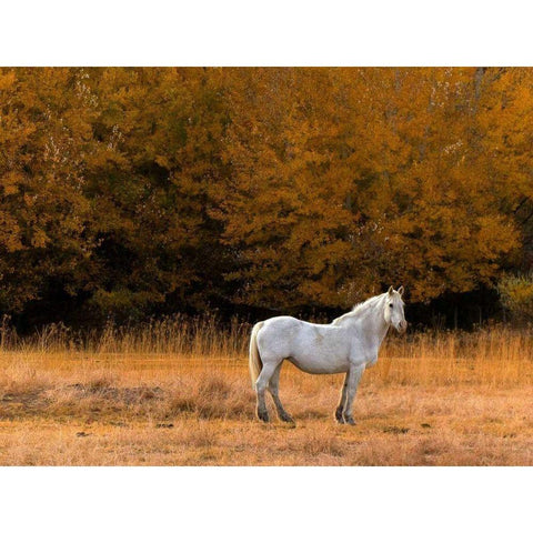 White Horse Black Modern Wood Framed Art Print by Chester, Colby