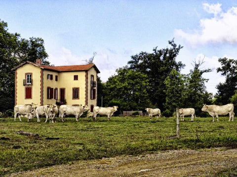 Cow Palace White Modern Wood Framed Art Print with Double Matting by Chester, Colby