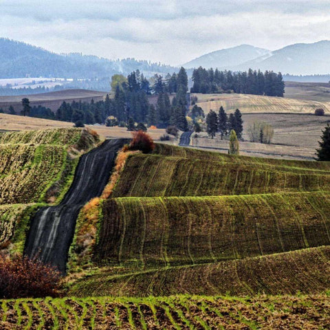 Palouse Hills White Modern Wood Framed Art Print by Chester, Colby