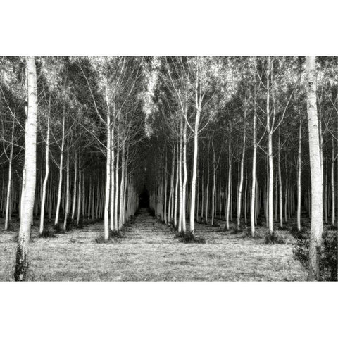 Alley At Lac Duby Black Modern Wood Framed Art Print with Double Matting by Chester, Colby