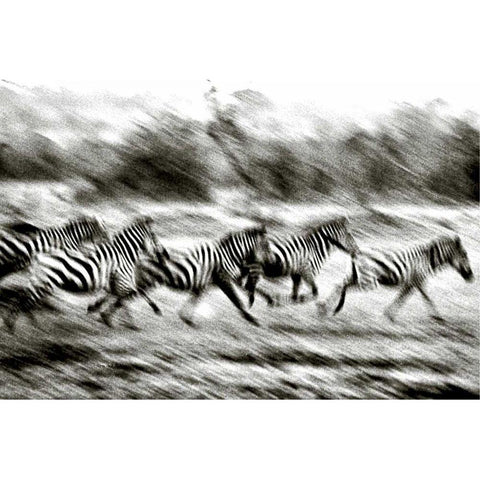 Stampeding Zebra Gold Ornate Wood Framed Art Print with Double Matting by Chester, Colby