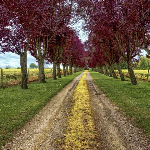 Approach Black Ornate Wood Framed Art Print with Double Matting by Chester, Colby