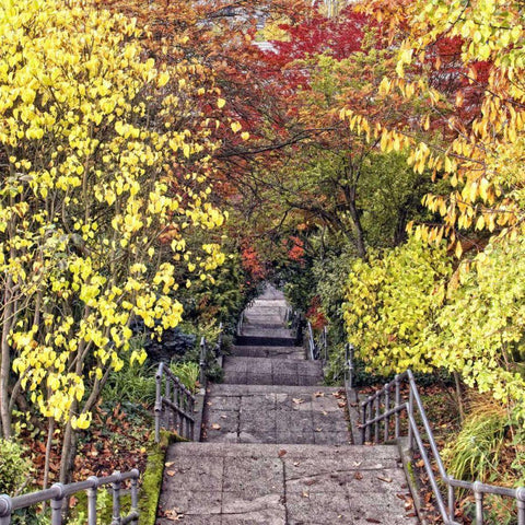 Autumn Tunnel White Modern Wood Framed Art Print with Double Matting by Chester, Colby