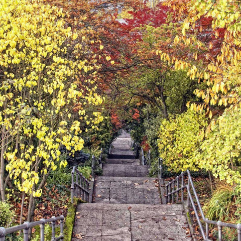 Autumn Tunnel White Modern Wood Framed Art Print by Chester, Colby