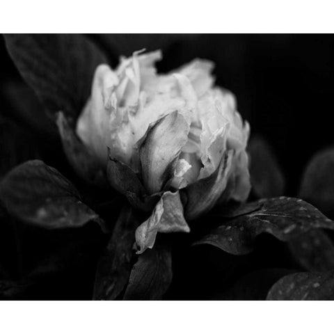 Poetry I White Modern Wood Framed Art Print by Ling, Tang