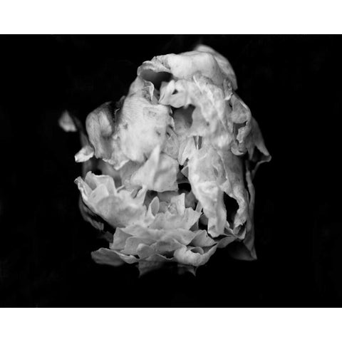Poetry II Black Modern Wood Framed Art Print by Ling, Tang