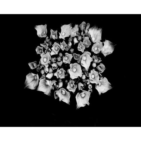 Poetry III White Modern Wood Framed Art Print by Ling, Tang
