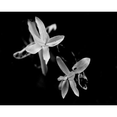 Poetry VI Black Modern Wood Framed Art Print with Double Matting by Ling, Tang