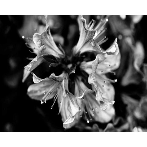 Poetry VII White Modern Wood Framed Art Print by Ling, Tang