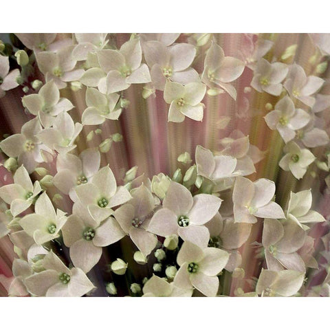 Soft Floral I White Modern Wood Framed Art Print by Harrington, Danielle