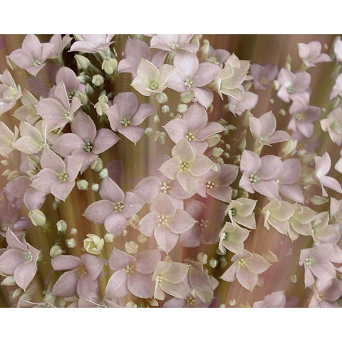 Soft Floral II Black Modern Wood Framed Art Print by Harrington, Danielle