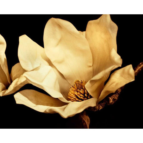 Buttercream Magnolia I Gold Ornate Wood Framed Art Print with Double Matting by Perry, Rachel