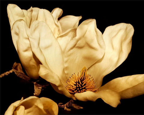 Buttercream Magnolia II Black Ornate Wood Framed Art Print with Double Matting by Perry, Rachel