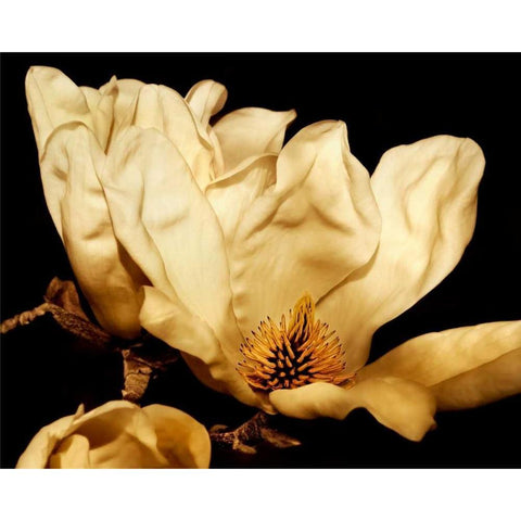 Buttercream Magnolia II Black Modern Wood Framed Art Print with Double Matting by Perry, Rachel