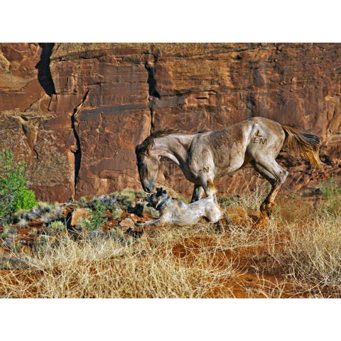 Running Horses I White Modern Wood Framed Art Print by Drost, David