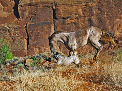 Running Horses I Black Ornate Wood Framed Art Print with Double Matting by Drost, David