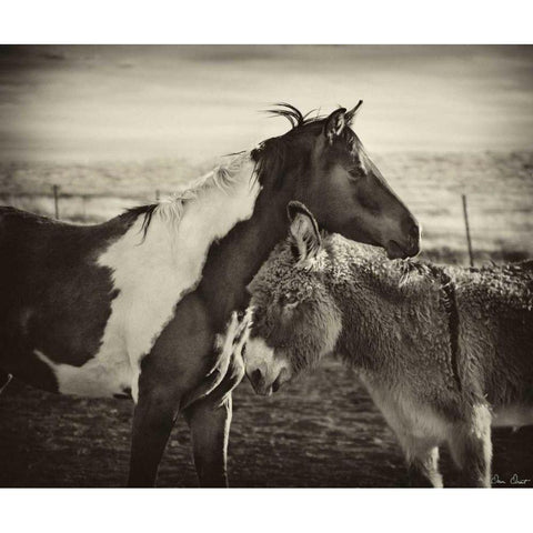 Kissing Horses II Gold Ornate Wood Framed Art Print with Double Matting by Drost, David