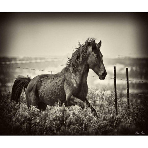 Running Horse White Modern Wood Framed Art Print by Drost, David