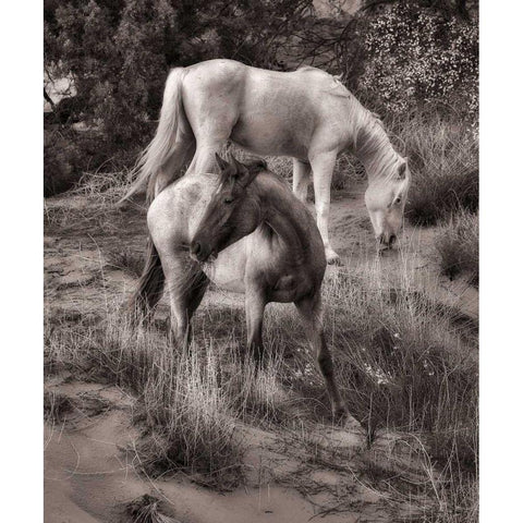 Beach Horses II Gold Ornate Wood Framed Art Print with Double Matting by Drost, David