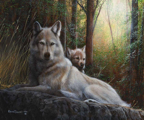Recumbent Wolves White Modern Wood Framed Art Print with Double Matting by Daniel, Kevin