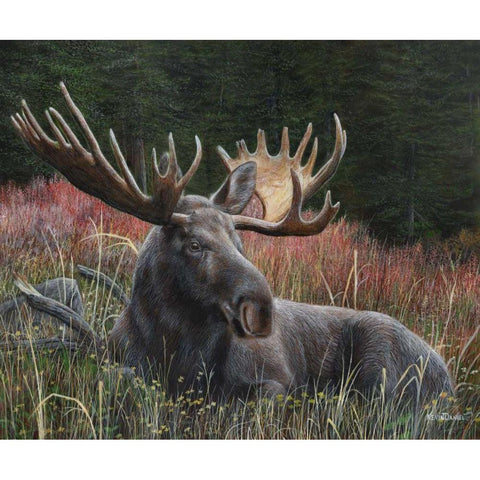 Recumbent Moose Black Modern Wood Framed Art Print with Double Matting by Daniel, Kevin