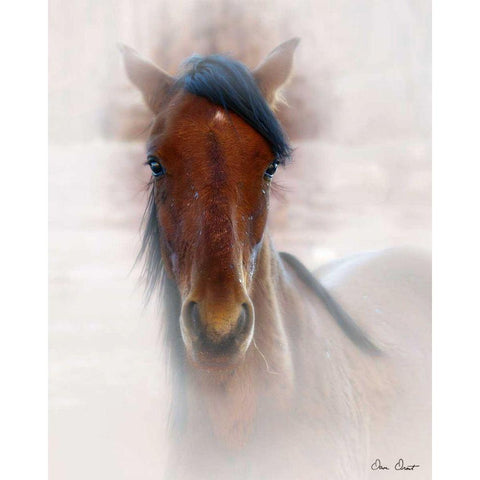 Horse Portrait I White Modern Wood Framed Art Print by Drost, David
