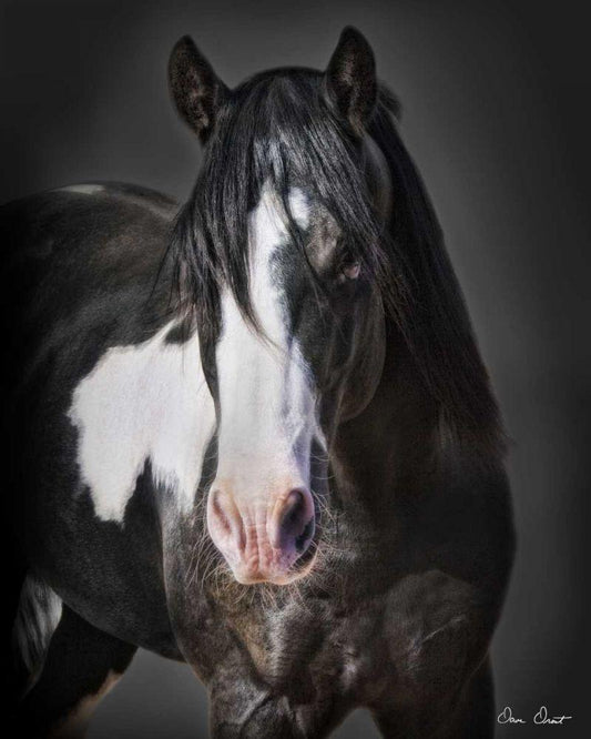 Image Only