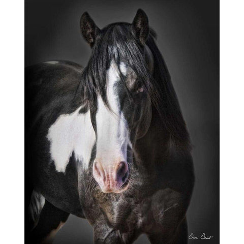 Horse Portrait II Black Modern Wood Framed Art Print with Double Matting by Drost, David