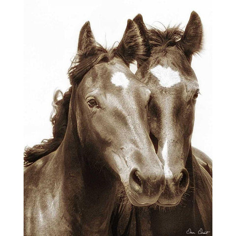 Horse Portrait III White Modern Wood Framed Art Print by Drost, David