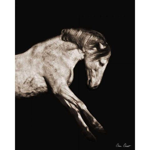 Horse Portrait IV Black Modern Wood Framed Art Print by Drost, David