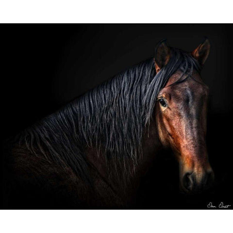 Horse Portrait VII Black Modern Wood Framed Art Print with Double Matting by Drost, David