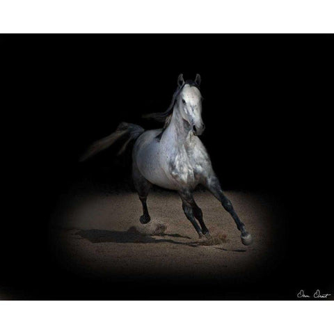 Horse Portrait IX Black Modern Wood Framed Art Print with Double Matting by Drost, David