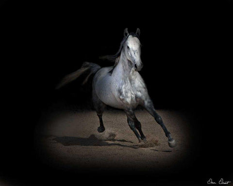 Horse Portrait IX White Modern Wood Framed Art Print with Double Matting by Drost, David