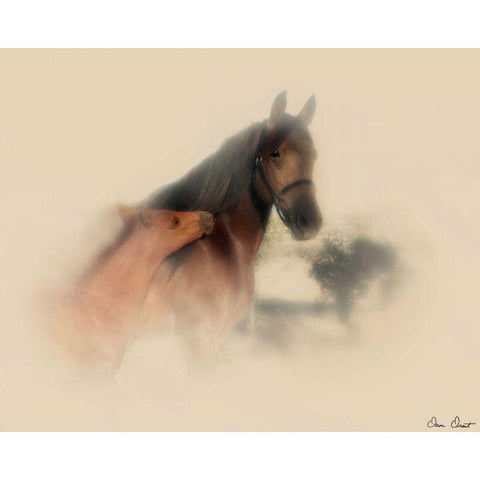 Horse Portrait X White Modern Wood Framed Art Print by Drost, David