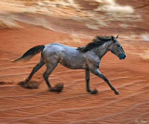 Blazing Horse II White Modern Wood Framed Art Print with Double Matting by Drost, David