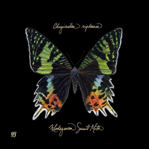 Striking Butterfly II Black Modern Wood Framed Art Print with Double Matting by Joyner, Ginny