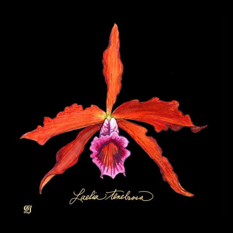 Vivid Orchid II Black Modern Wood Framed Art Print by Joyner, Ginny