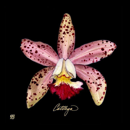 Image Only