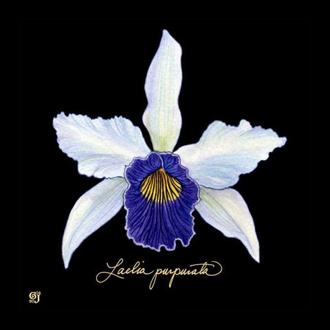 Vivid Orchid IV Black Modern Wood Framed Art Print by Joyner, Ginny