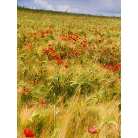 Poppies in Field I Black Modern Wood Framed Art Print by Chester, Colby