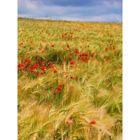 Poppies in Field II Gold Ornate Wood Framed Art Print with Double Matting by Chester, Colby