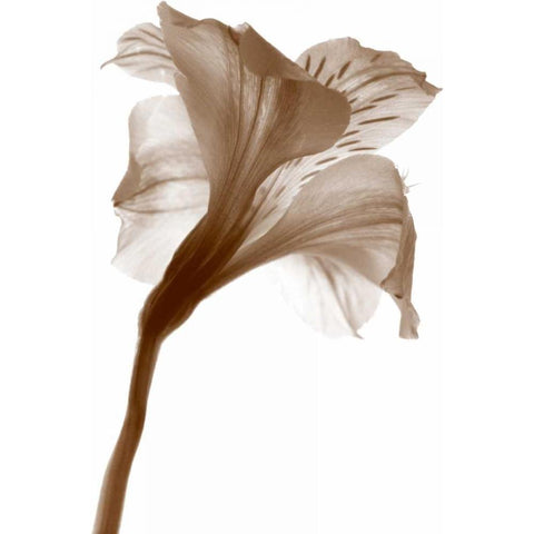 Inflorescence I White Modern Wood Framed Art Print by Project, A.