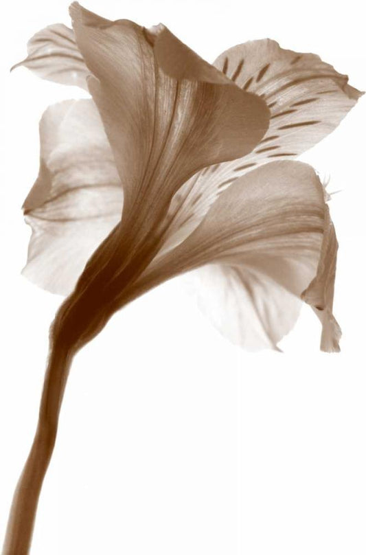 Image Only
