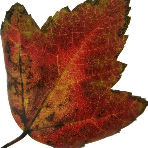 Leaf Inflorescence I Black Modern Wood Framed Art Print by Project, A.