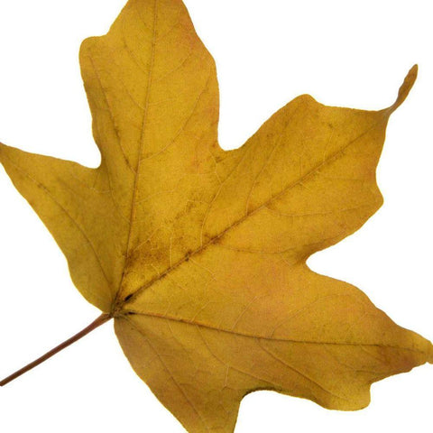 Leaf Inflorescence II White Modern Wood Framed Art Print by Project, A.