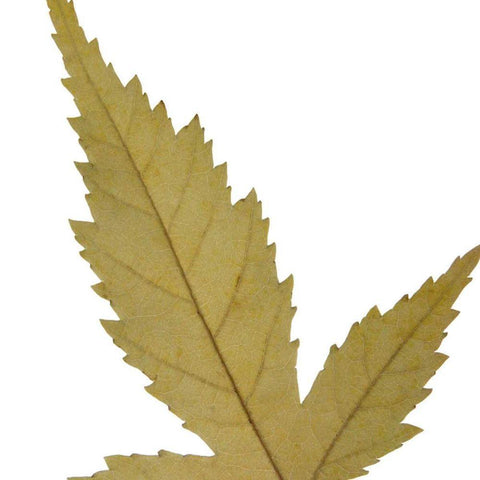 Leaf Inflorescence IV Black Modern Wood Framed Art Print with Double Matting by Project, A.